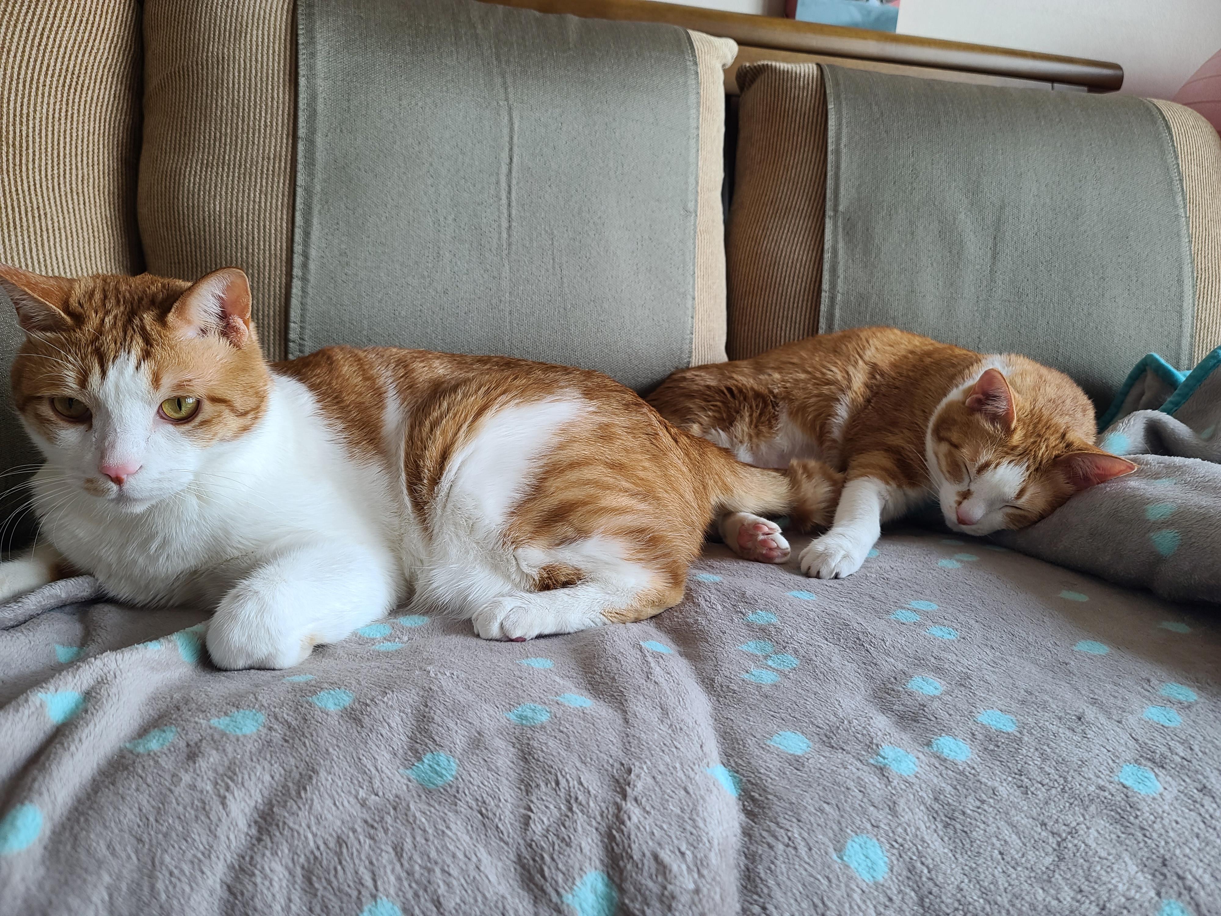 우리집 고양이들에게 치즈냥이 호야의 존재는..