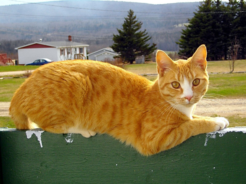 반려동물 친화적 도시 관련 사진