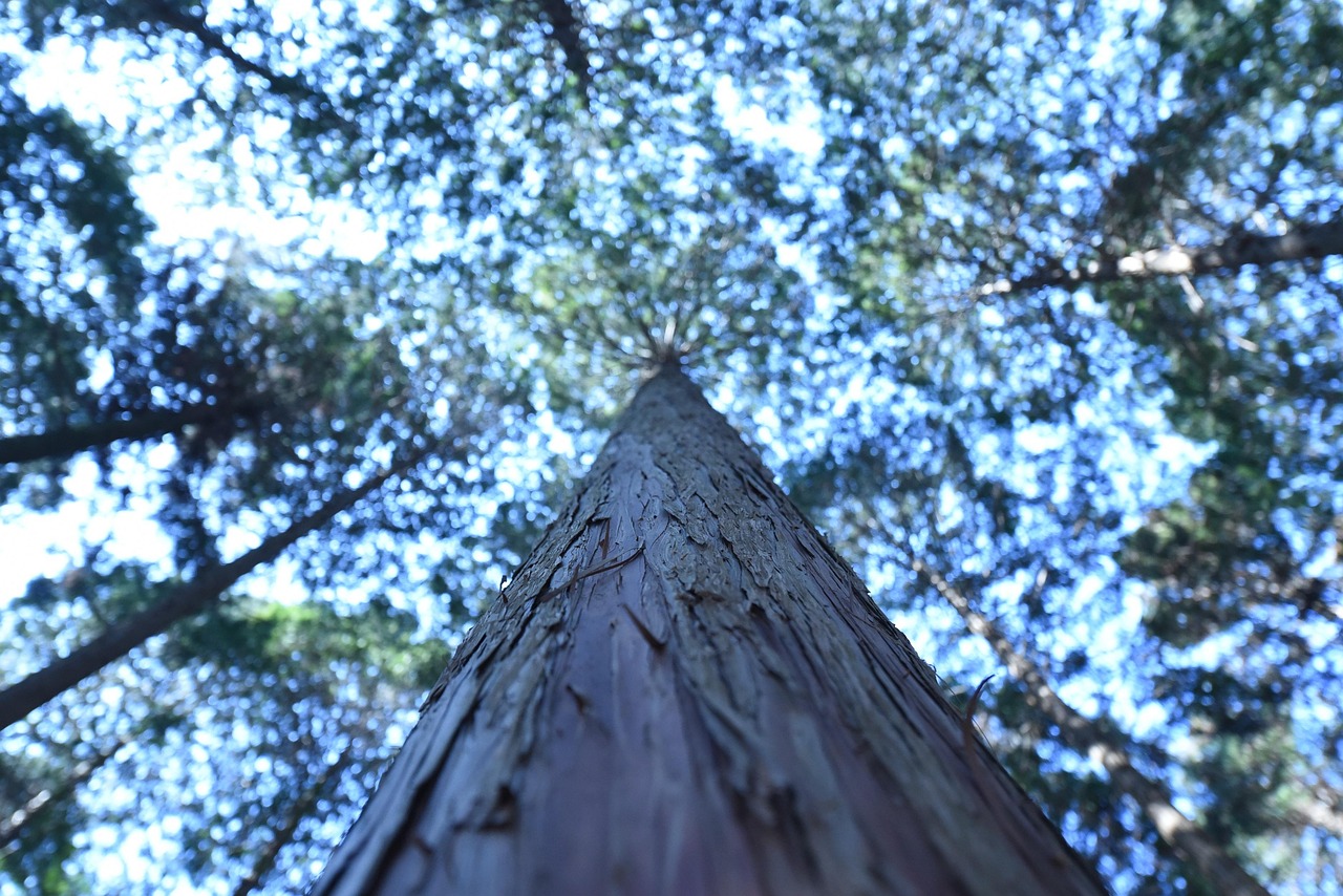 장성 편백 나무 사진