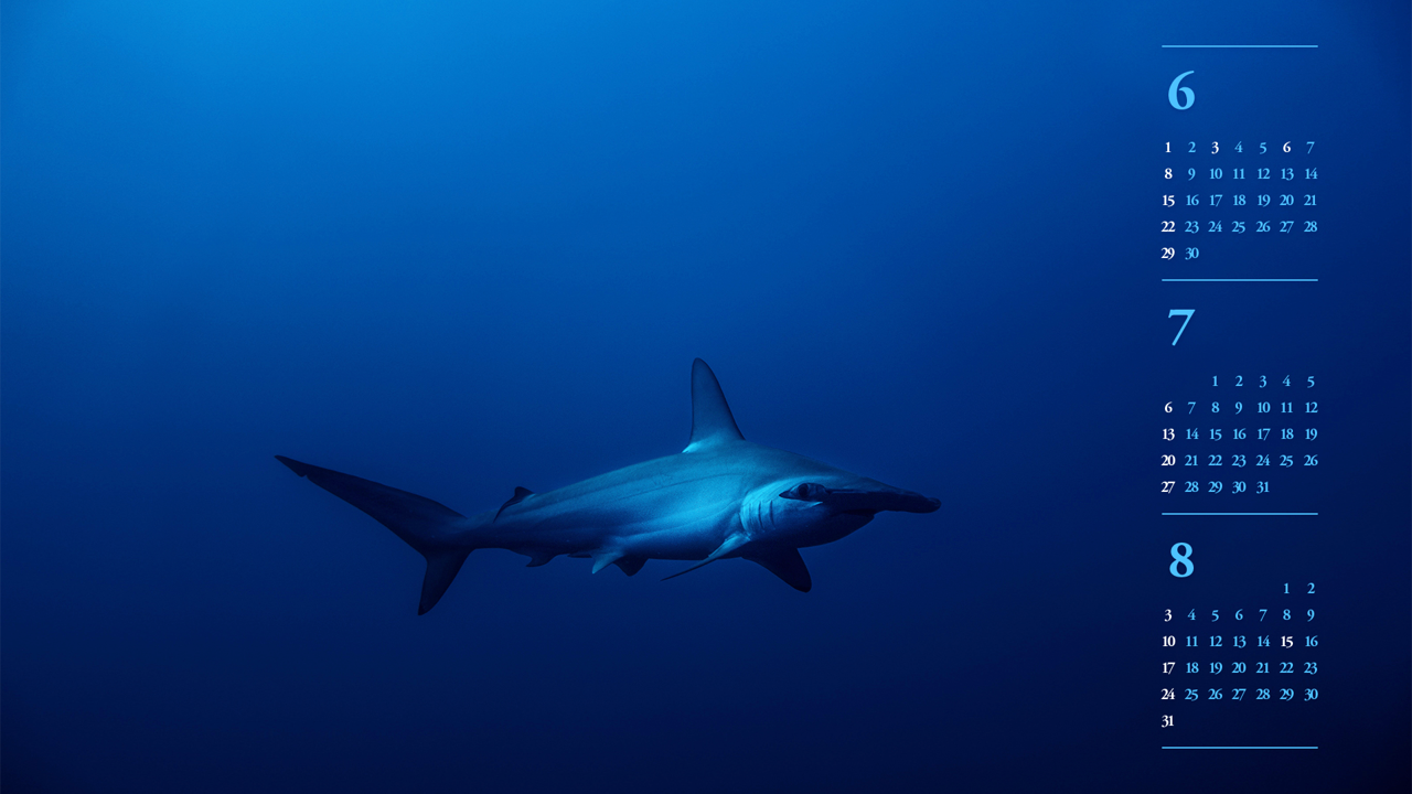 05 심해 상어 B - 2025년7월 노트북배경화면