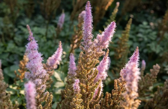 [식물키우기] 아스틸베 키우기 관리법 - 물주기, 햇빛, 온도, 습도, 흙(토양), 비료