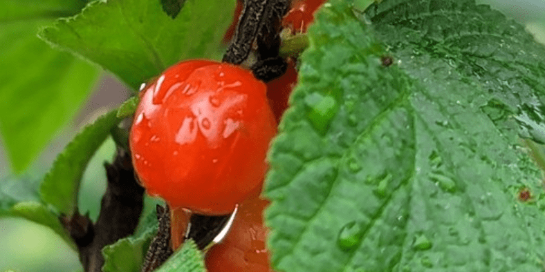 이슬을 맞은 앵두와 잎