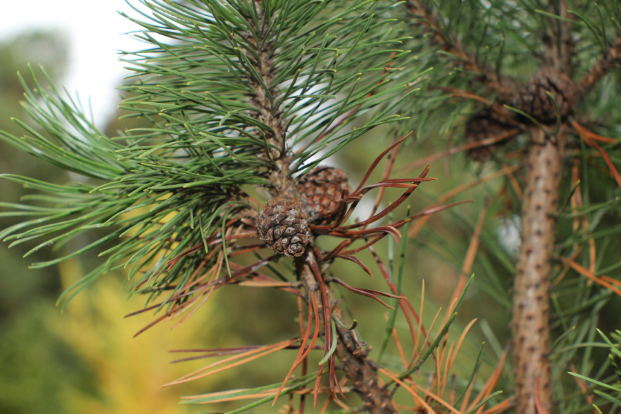 야생에서 잘 자라고 있는 소나무의 줄기와 잎, 그리고 솔방울을 확대를 하여 찍은 사진