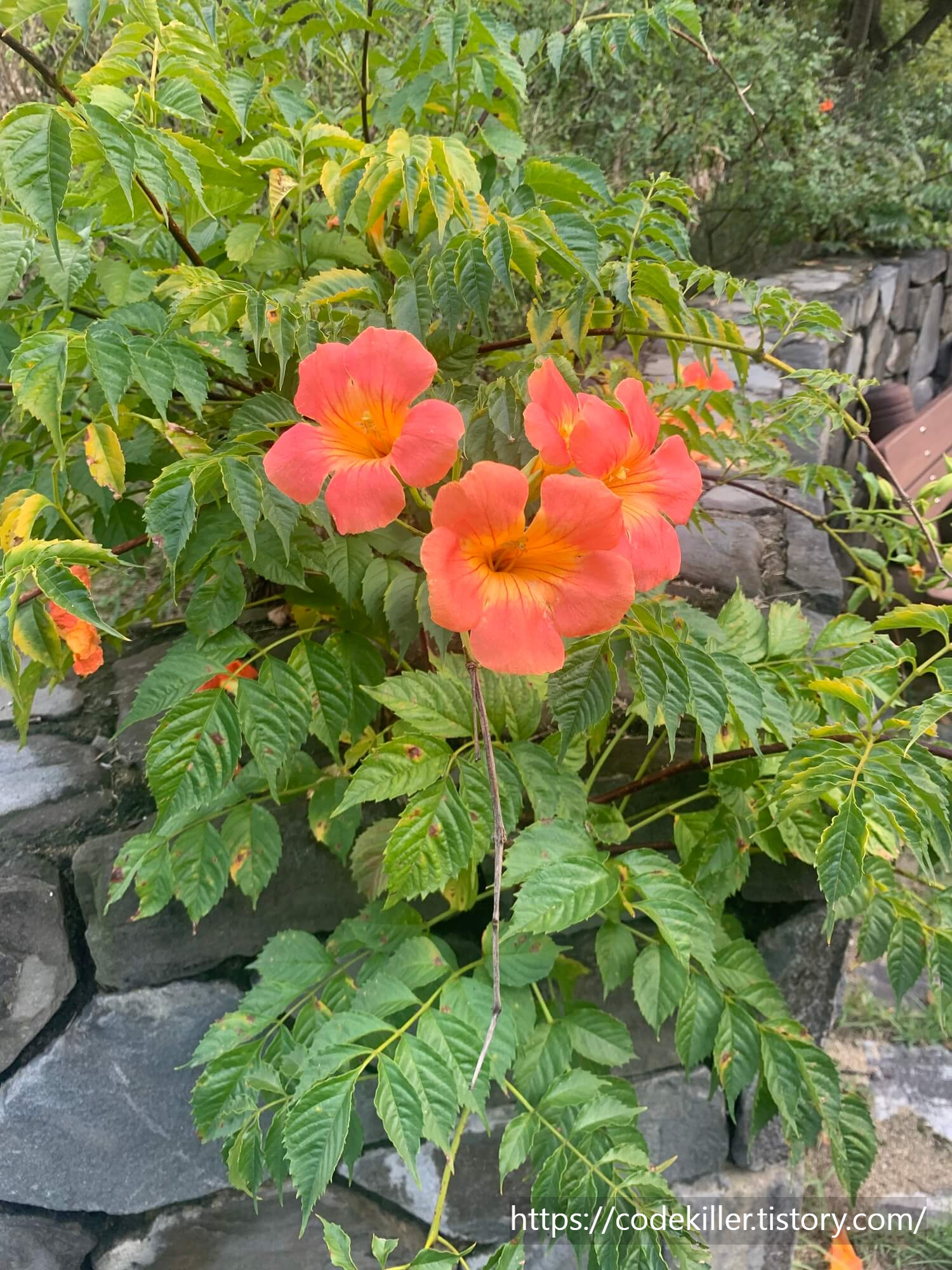 황학산 수목원 능소화