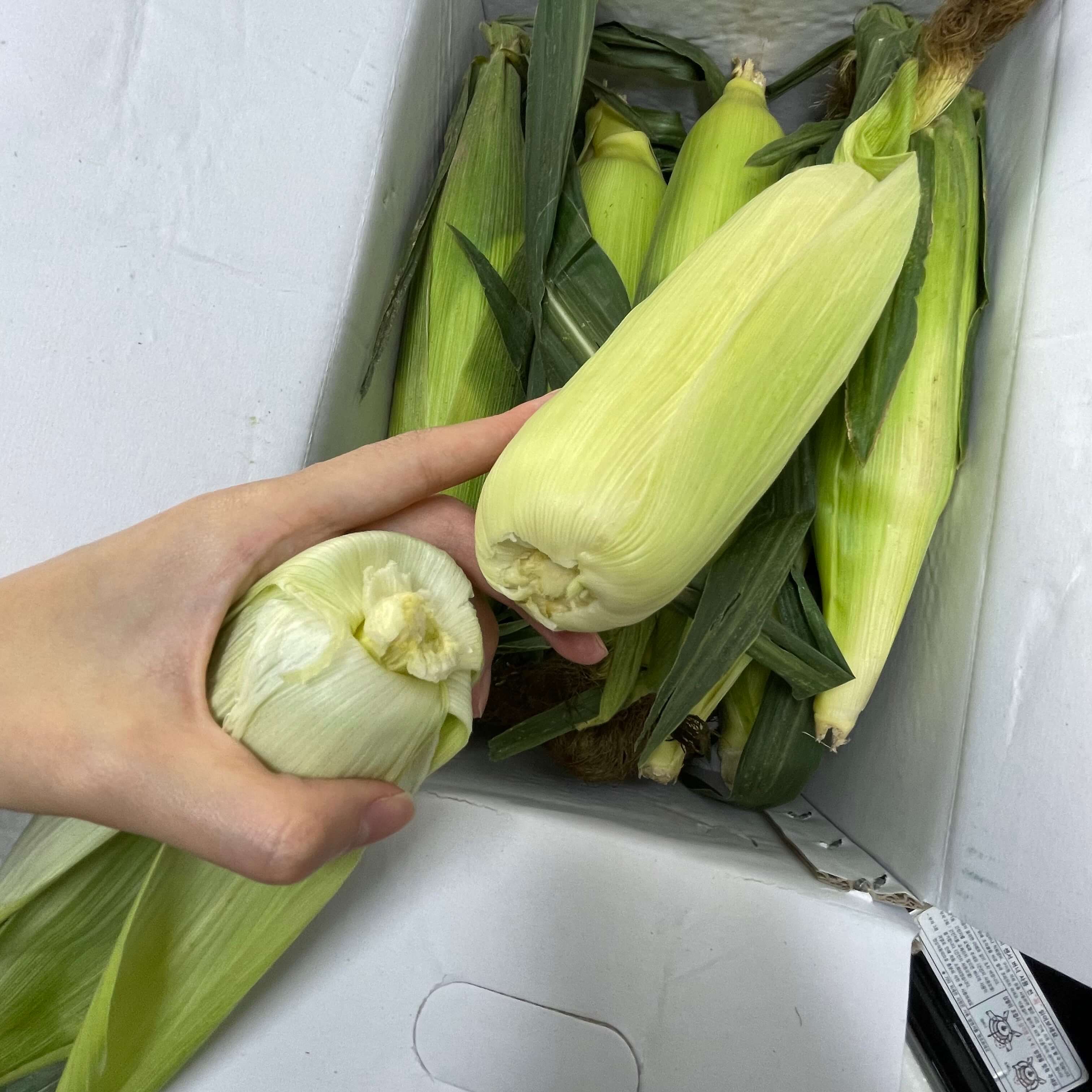 초당옥수수-껍질-벗기기전-모습