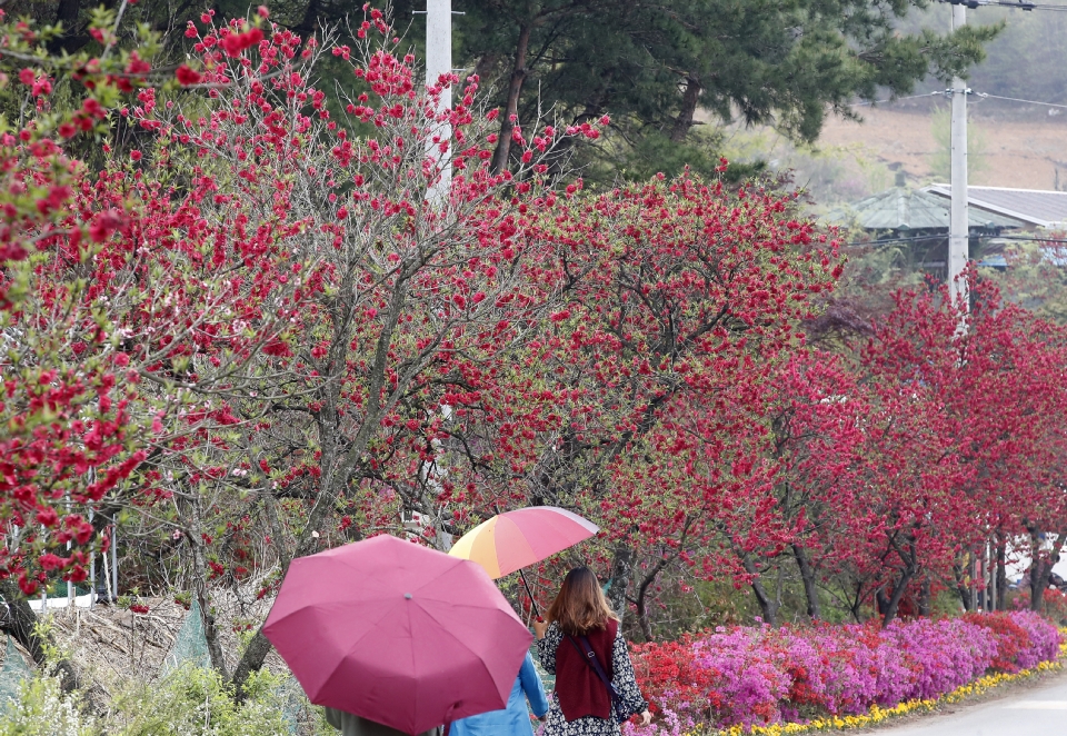 금산 홍도마을 제 14화 축제 기본일정과 특징 소개 