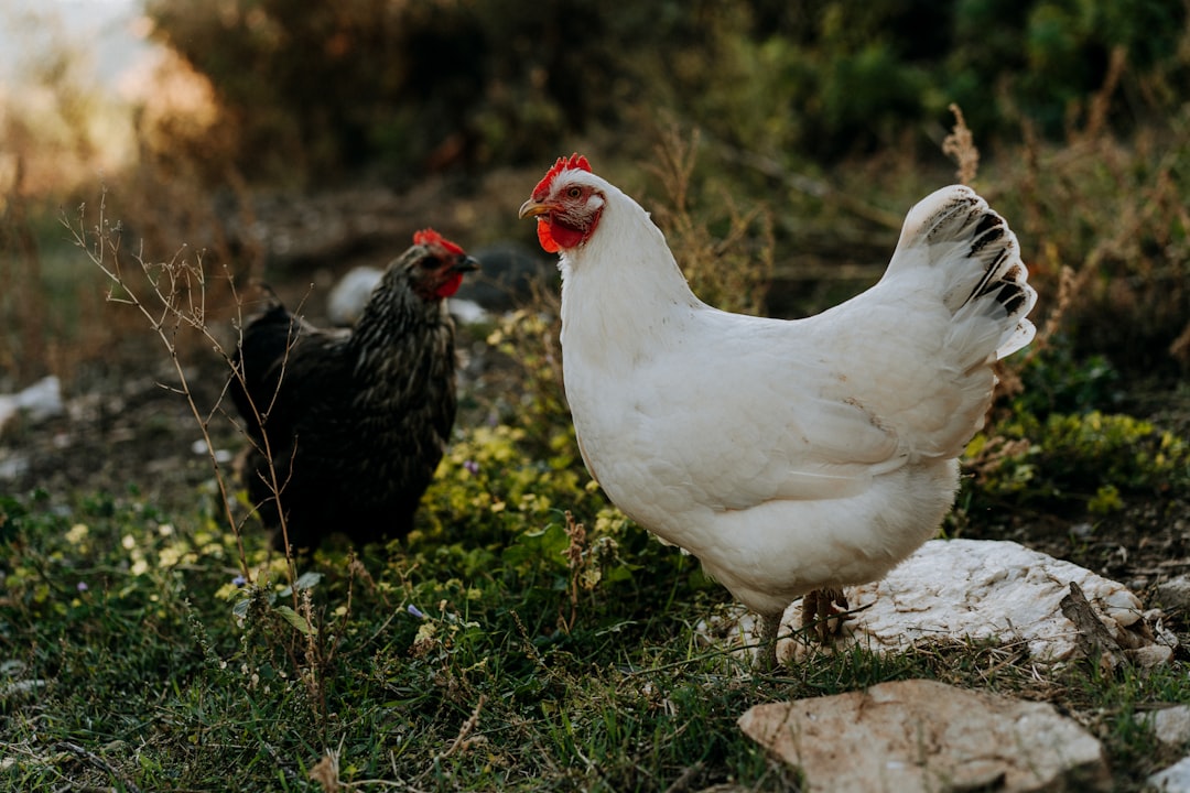 Chicken