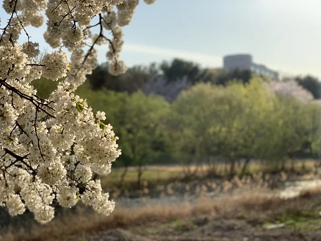 서울 벚꽃 명소 추천 베스트10_6