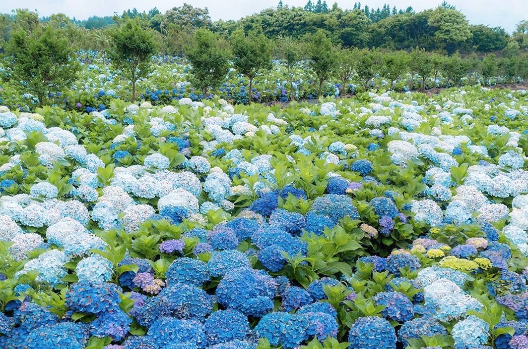 가평 양떼목장 수국축제 알파카