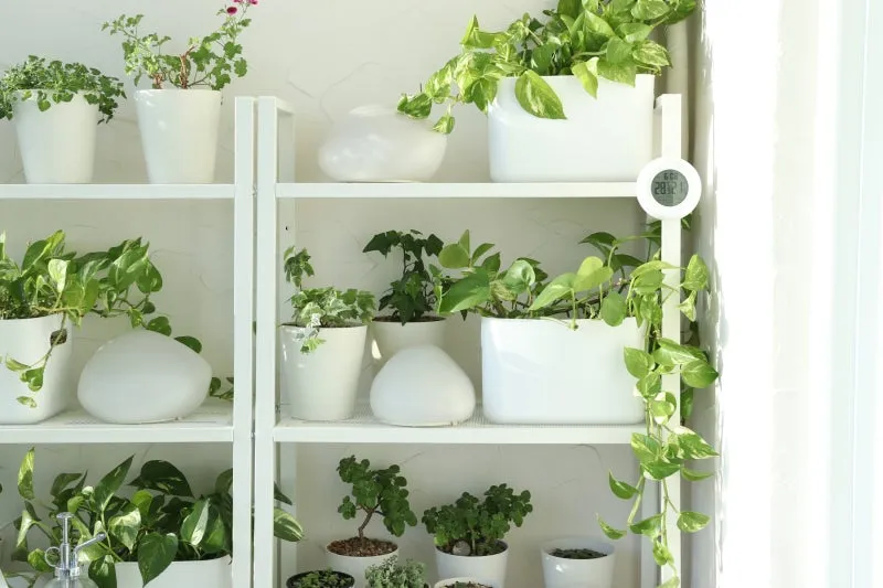 아이비 물주기 수경재배 삽목번식 빛관리 초보도 금방 성공_1