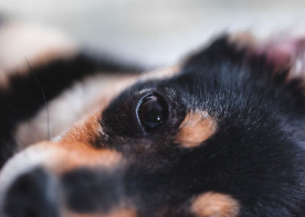 개의 눈이 하얗다