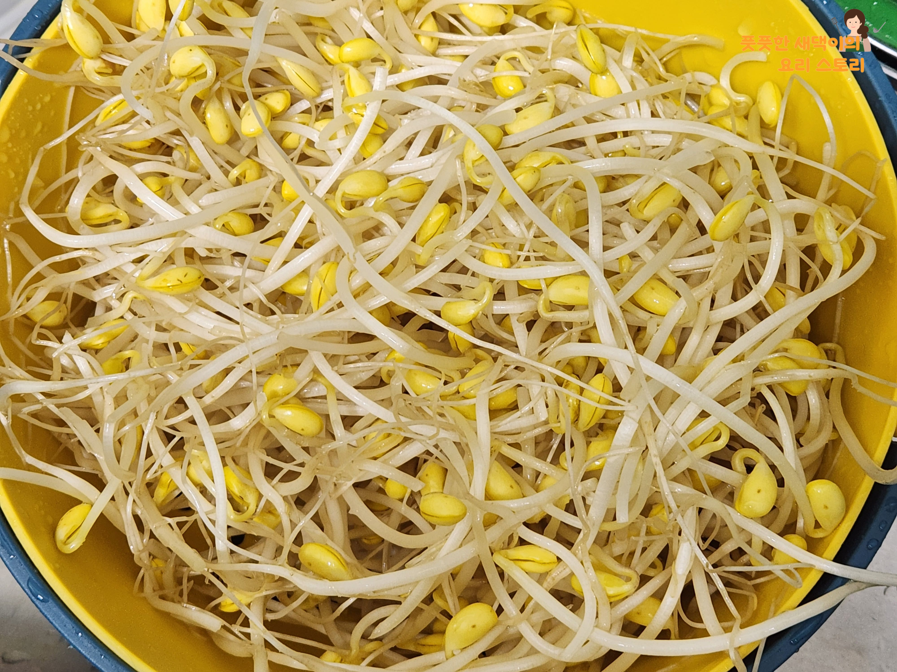 콩나물 깨끗하게 세척하기