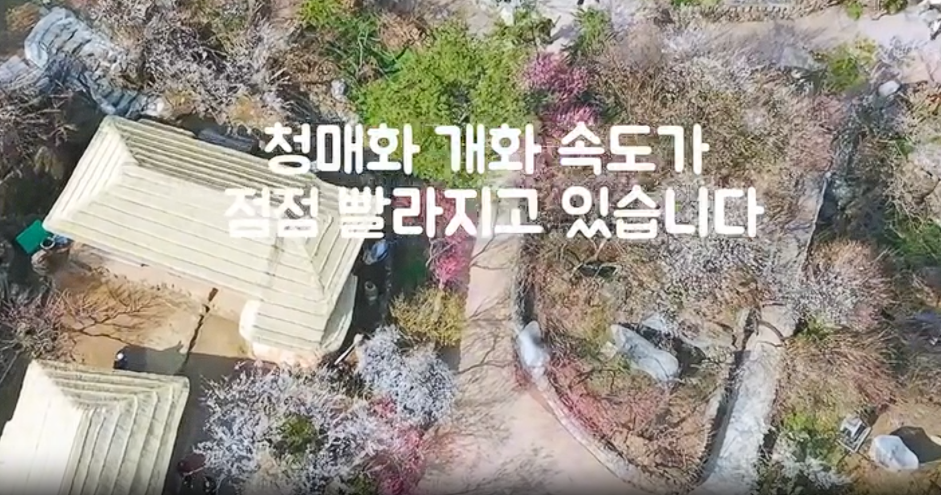 2026 광양 매화축제 총정리|개화 상황 확인 방법, 주차장 위치, 무료 셔틀버스, 도심권 셔틀 예약