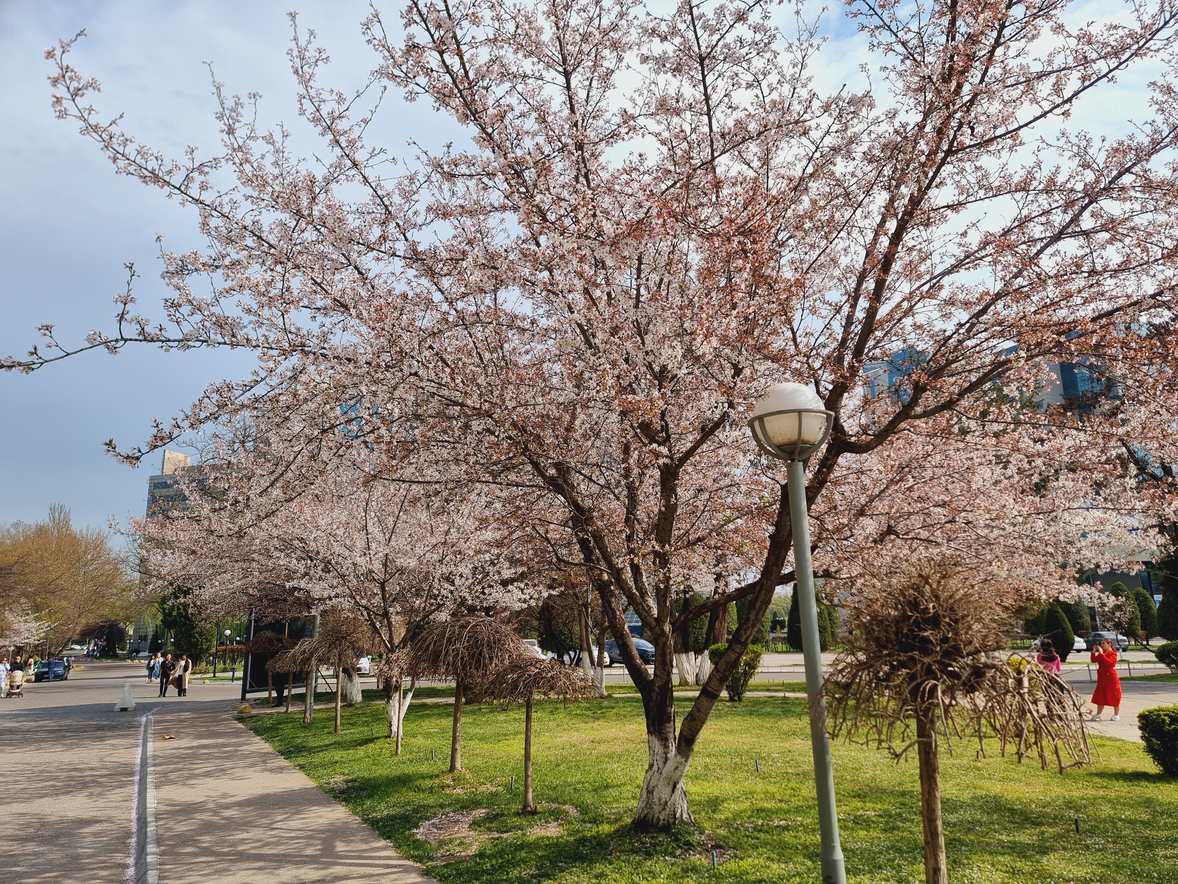 일본정원 인근의 벚꽃나무들과 호수