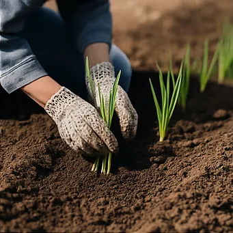 쪽파 심는시기4