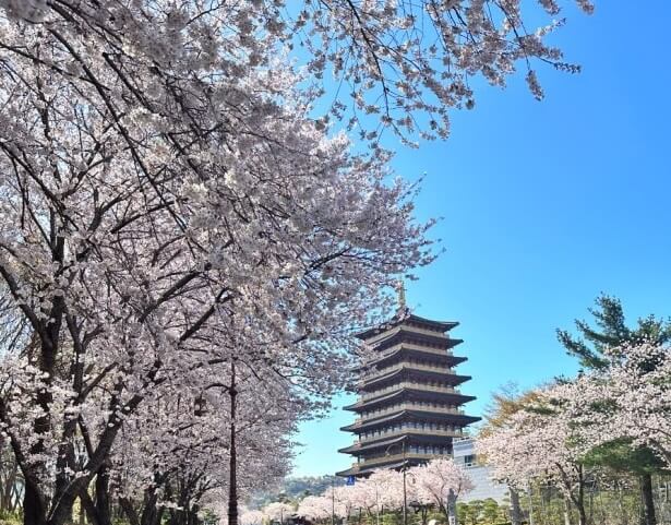 2025 경주 대릉원돌담길 축제, 벚꽃 명소, 맛집, 카페사진