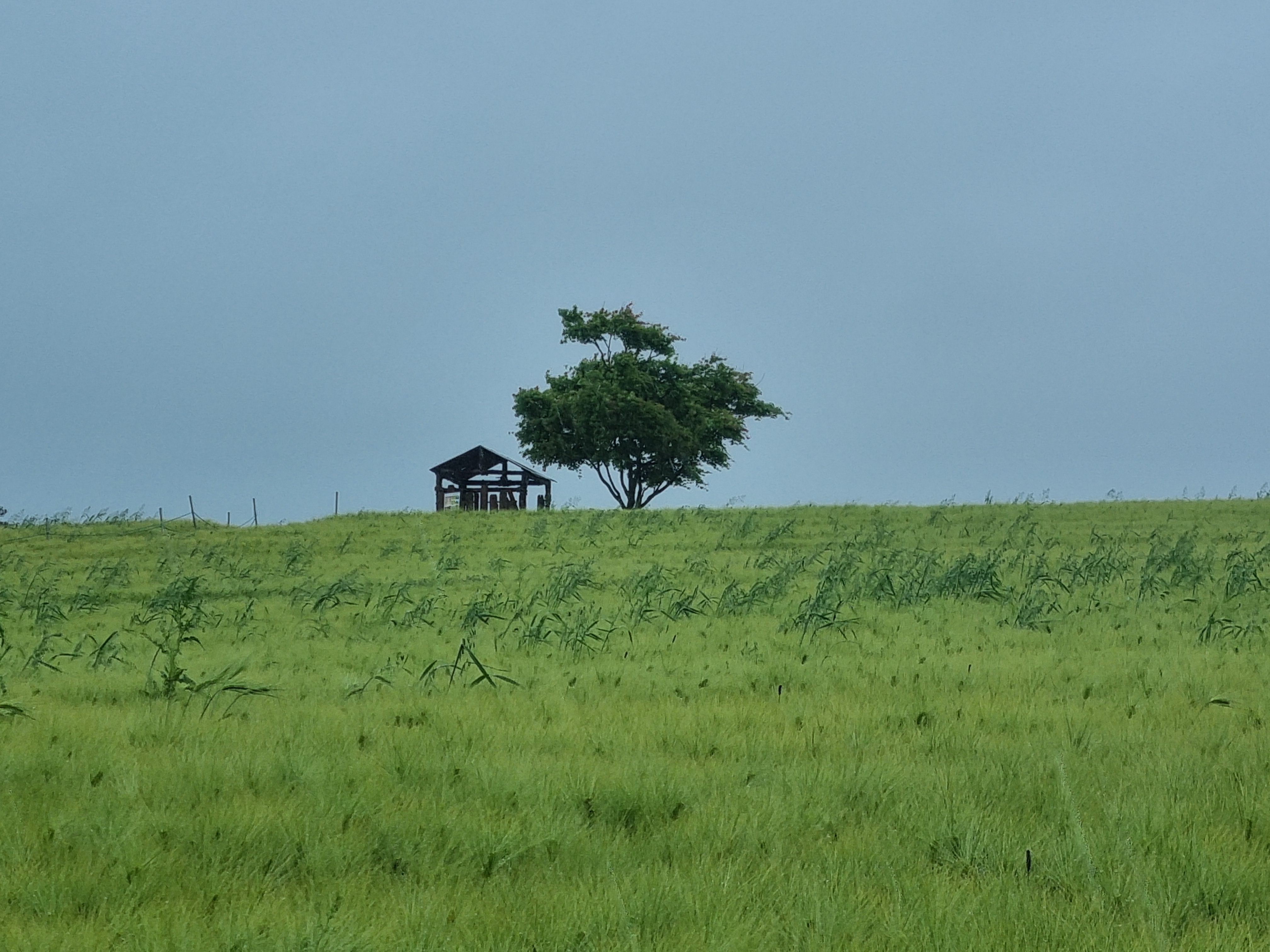 고창 청보리밭축제
