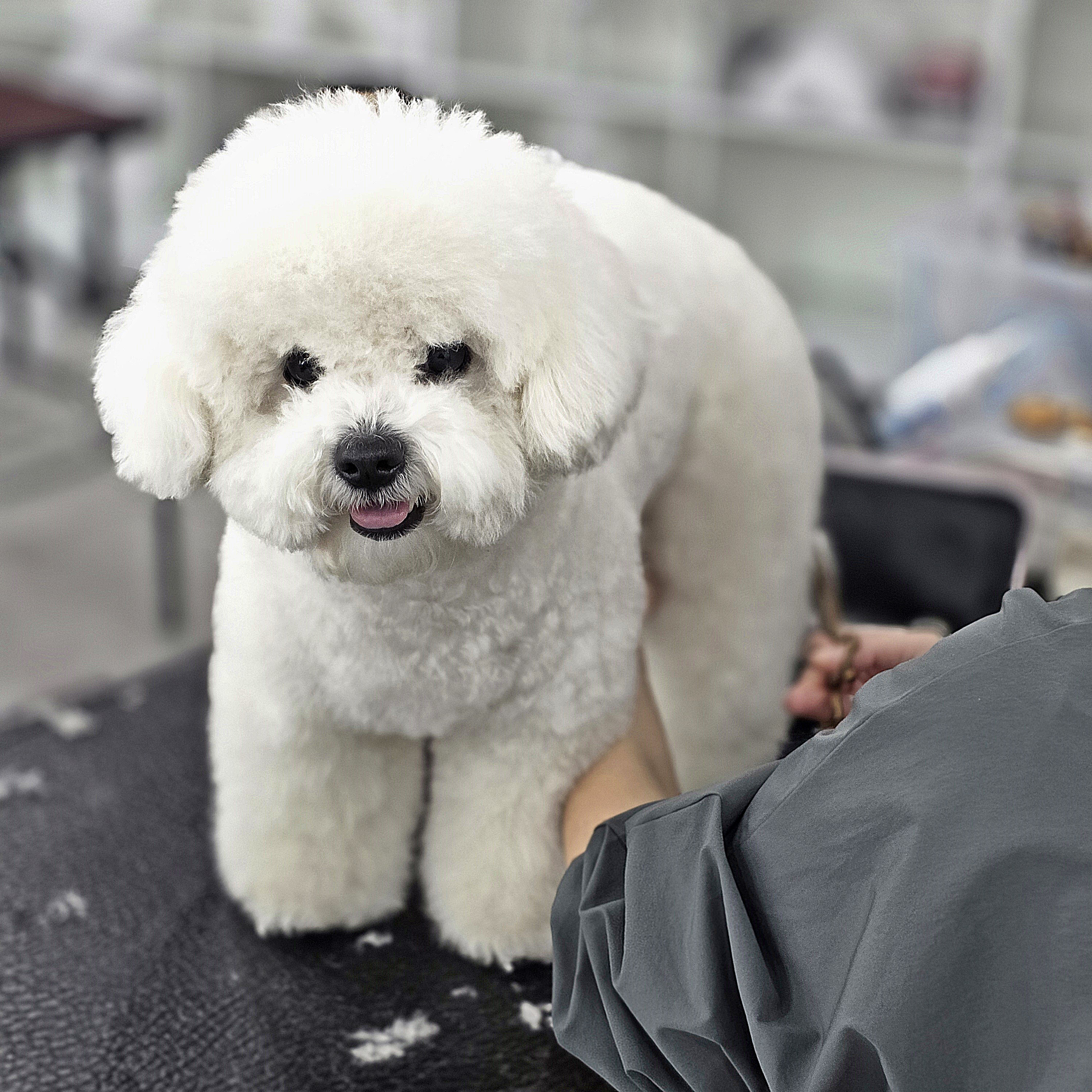 대전강아지미용학원