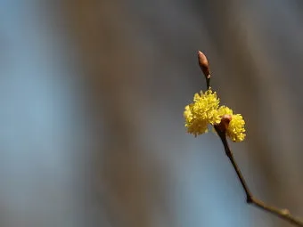 생강나무 꽃 개화시기 모양 특징_53