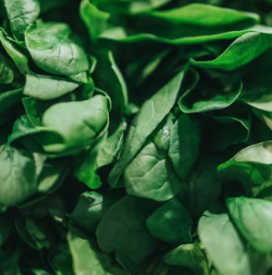 과민성 대장증후군에 좋은 음식 영양제 식단