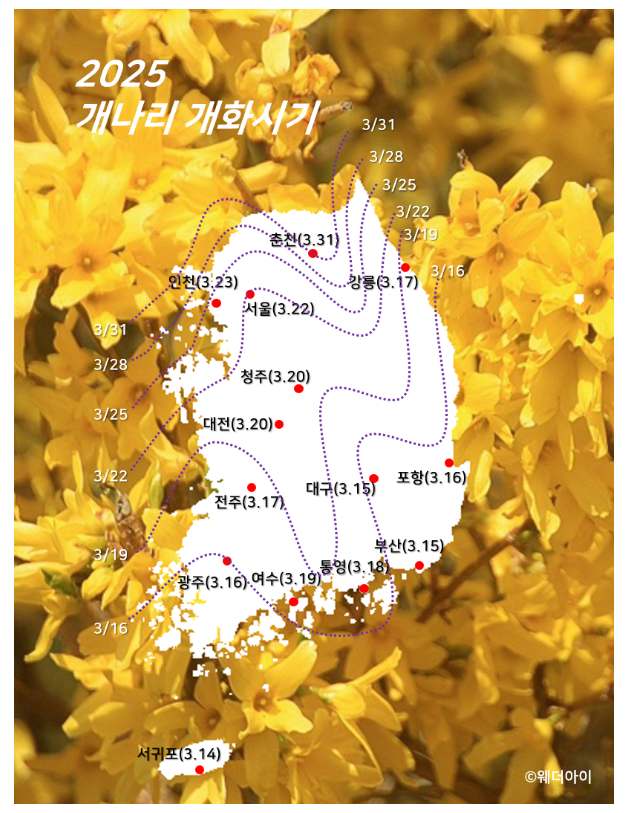 2025 웨더아이의 개화 시기 예측 2