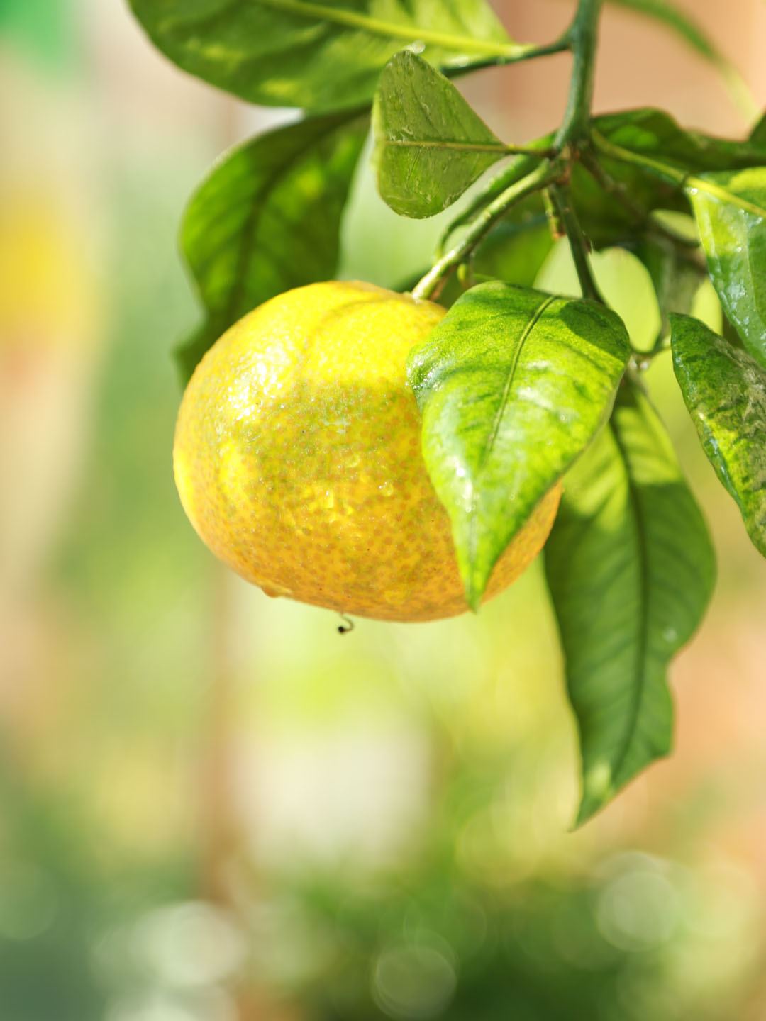 하우스 귤 열매 무료이미지