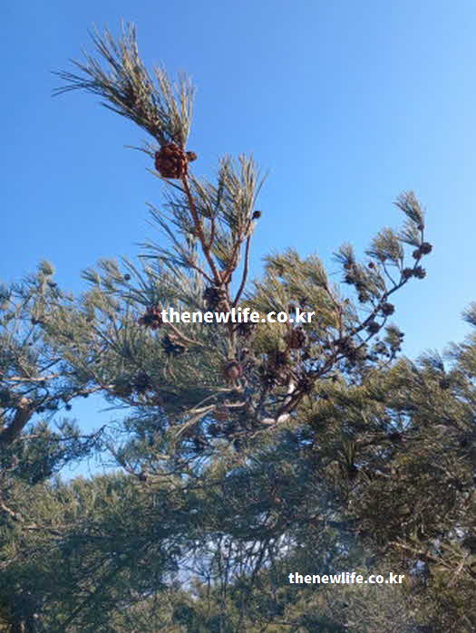 솔잎 효능 면역력 강화 철분 비타민C 피톤치드