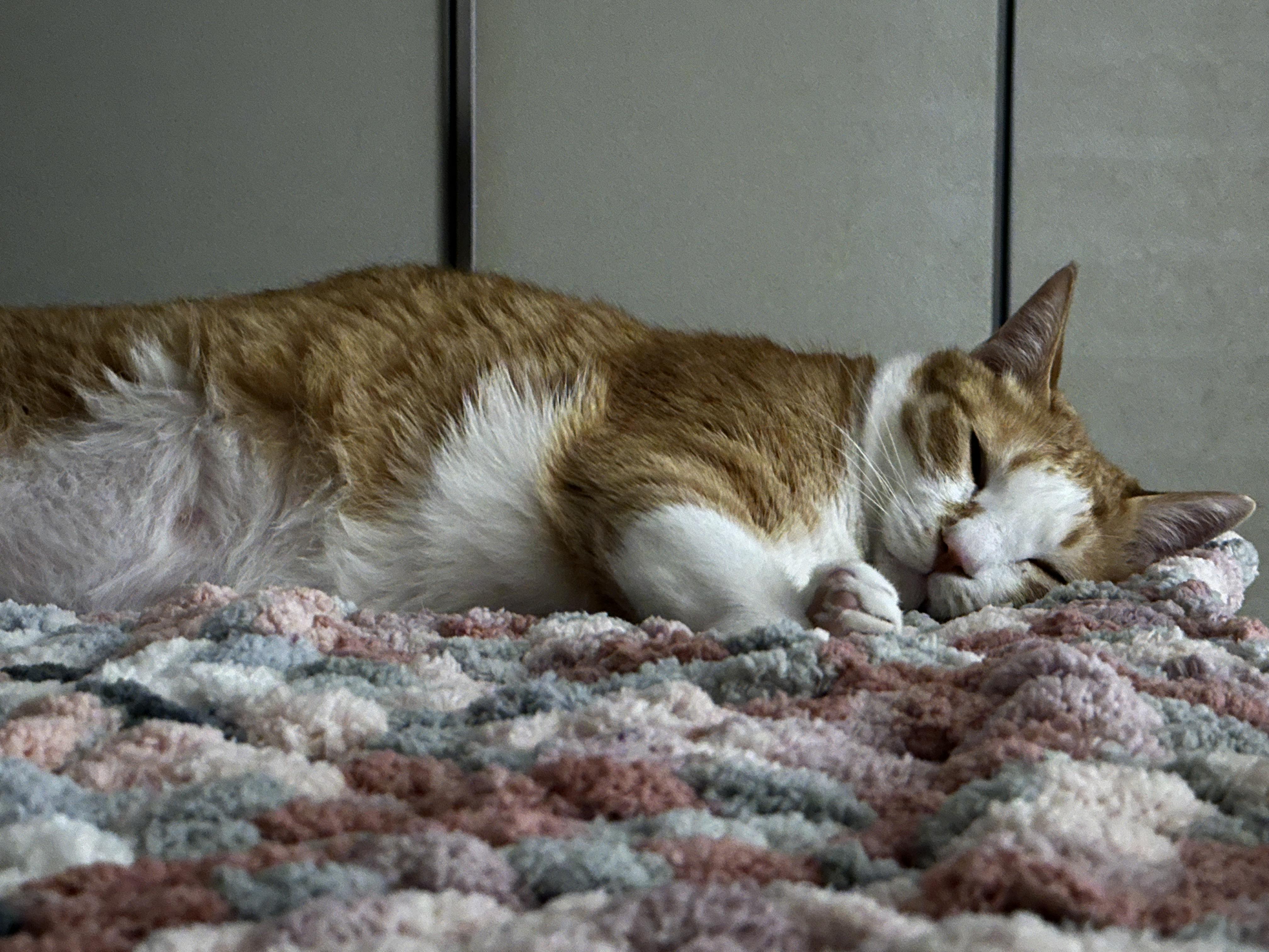 청키수면사_담요_위에서_잠든_치즈냥이_호야_2