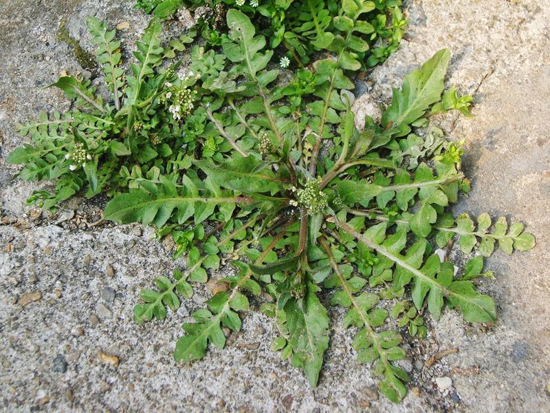 (사진 = 위키피디아 한국어페이지)