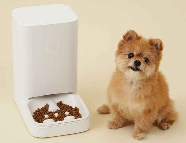 반려견 키우기 관련 사진