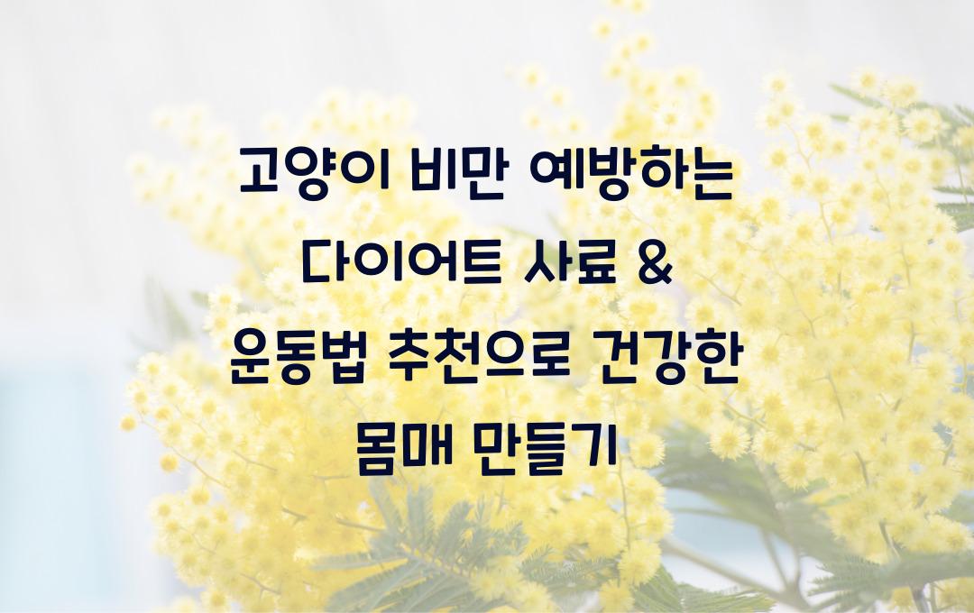 고양이 비만 예방하는 다이어트 사료 & 운동법 추천