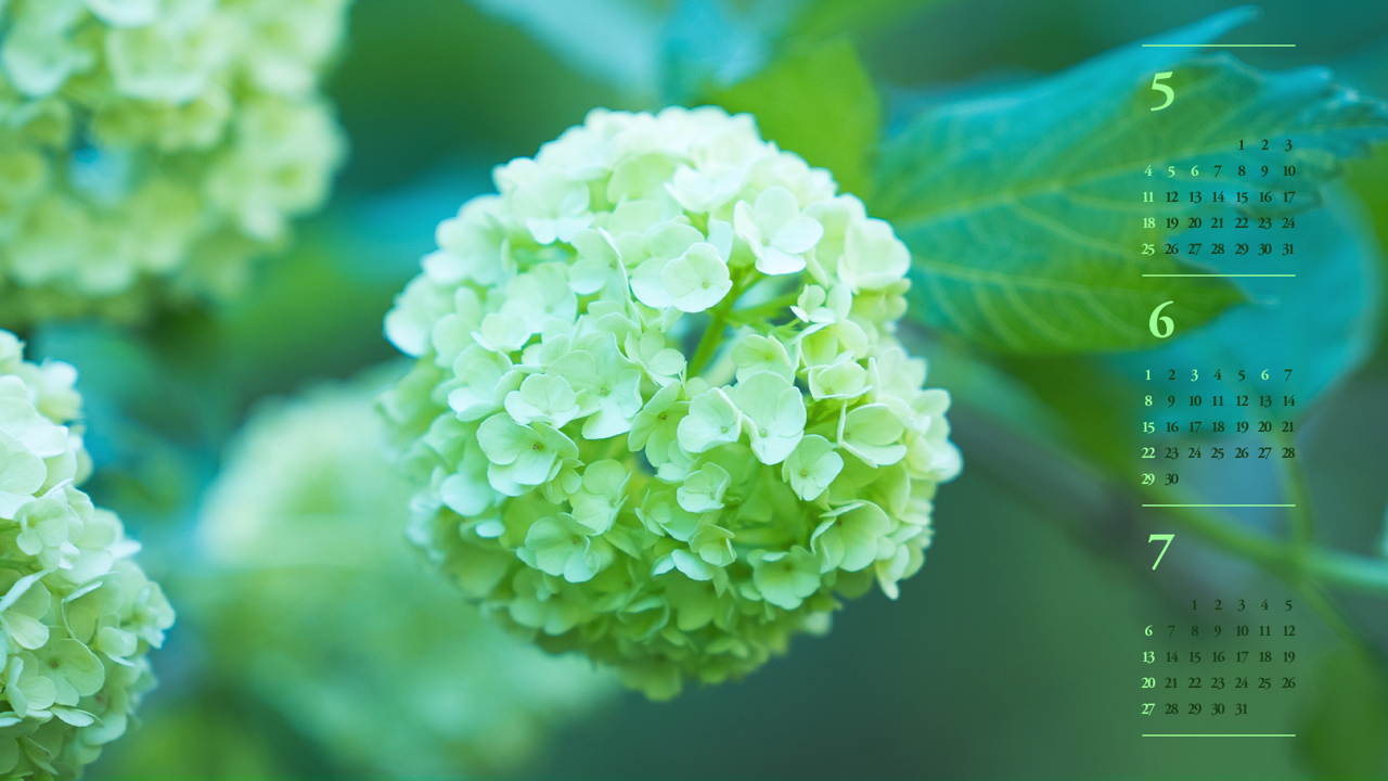 11 연두색 수국 B - 2025년6월 노트북배경화면