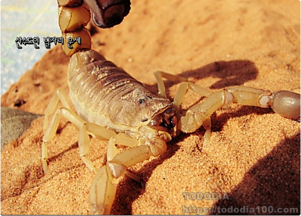 전갈자리운세-별자리운세