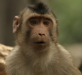 2024년 신년운세 원숭이띠 5월 운세 꽃피는 봄이왔네~