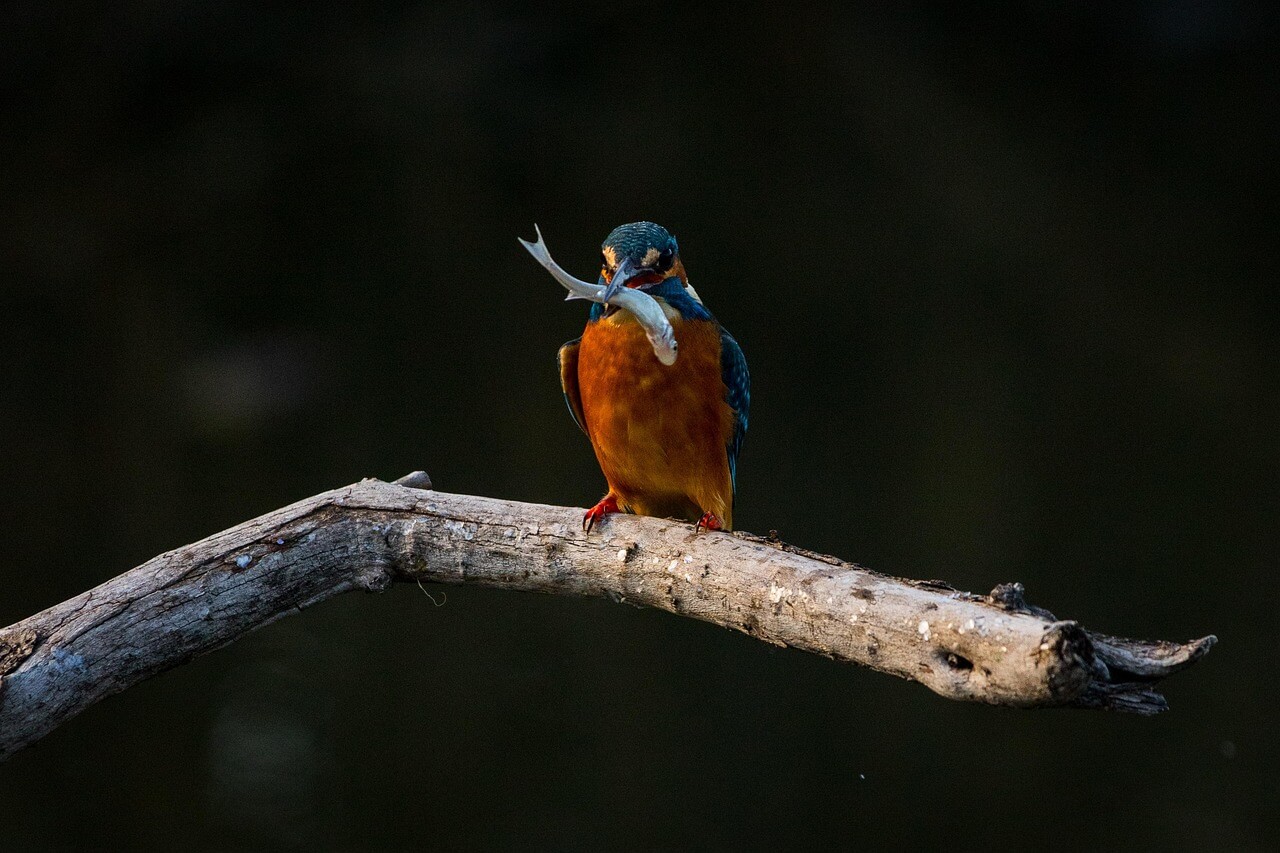 경력단절 여성 지원금