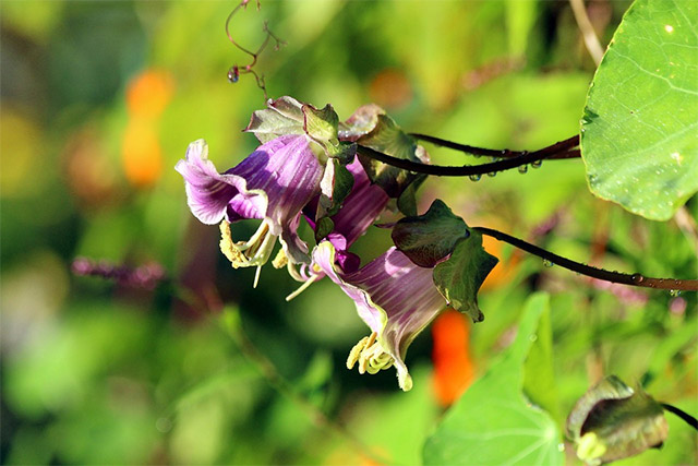 멕시칸 아이비(Mexican Ivy)