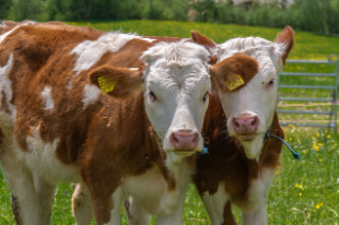 소띠 2025년 운세