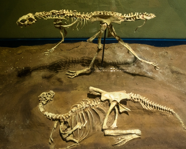 아이와 함께라면: 고성 공룡박물관