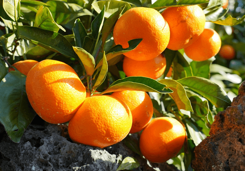 제주도 청년 전기차 보조금 관련사진