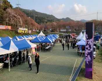 대청호 벚꽃축제_10
