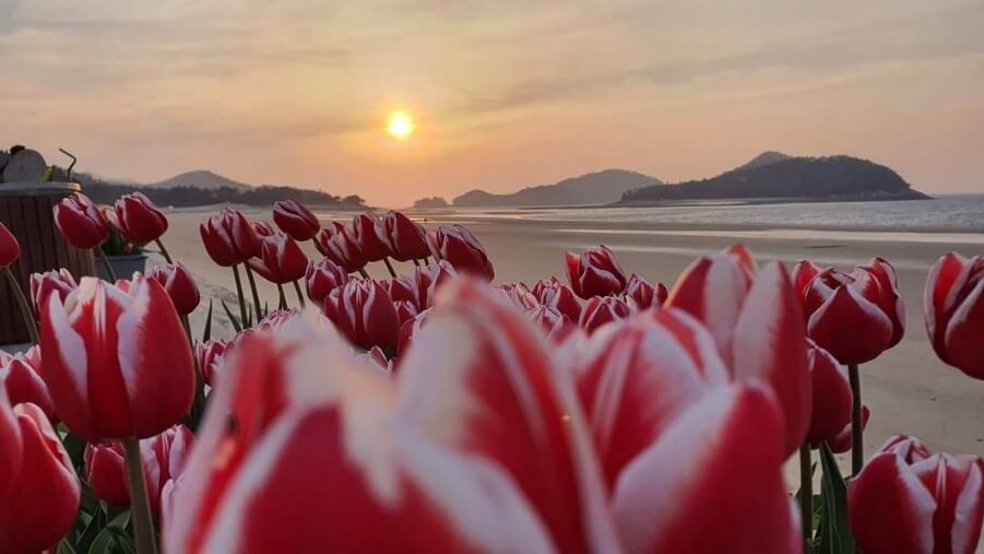 전라남도 신안군 퍼플섬
