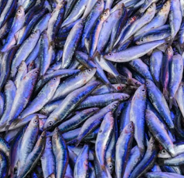 치매 예방 음식 좋은 식품