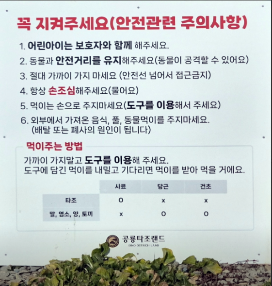 생방송오늘아침 이색체험카페 공룡타조랜드 경남 고성 가격 정보