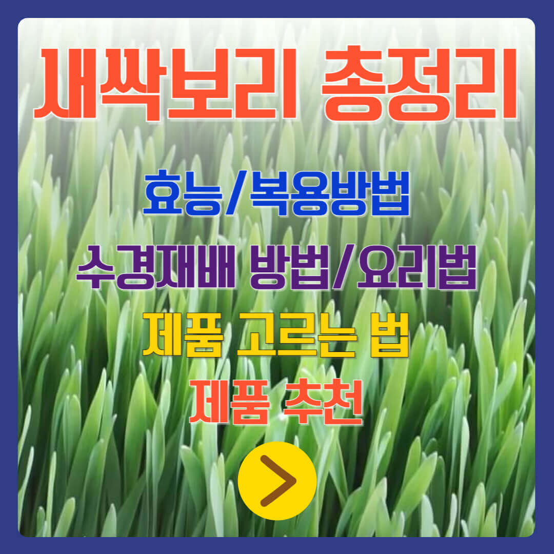 새싹보리 총정리, 효능, 복용방법, 수경재배, 제품추천 안내