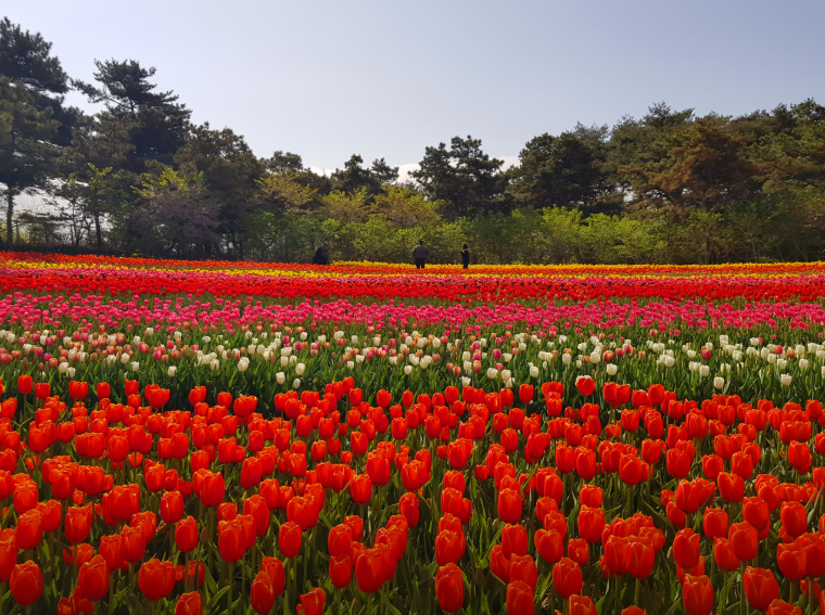 생방송투데이 태안 3GO여행 태안세계튤립꽃박람회 독살체험 우럭젓국 간장게장 꽃지해수욕장 낙조