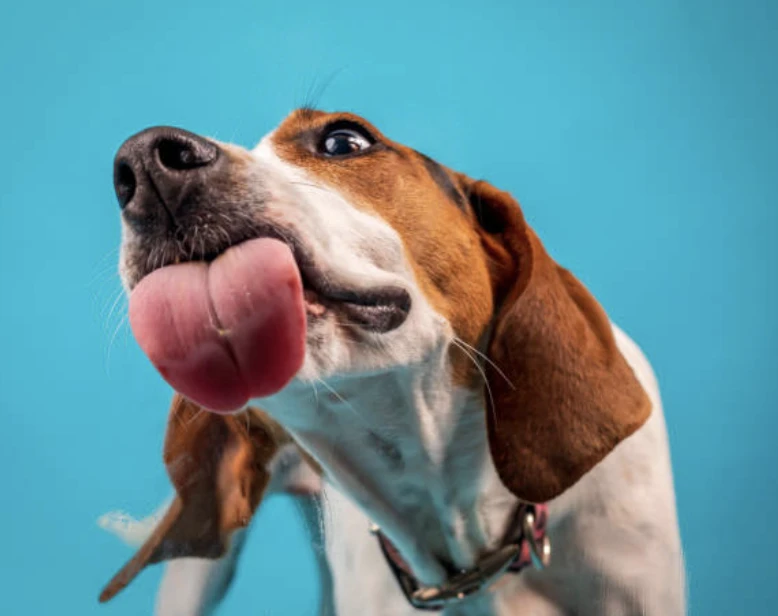 강아지 간식 추천 10가지