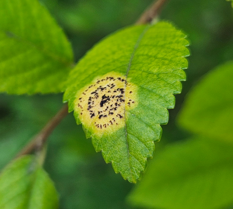 느릅나무 검은무늬병1