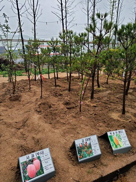 용인시산림조합 나무시장 사과, 감 외