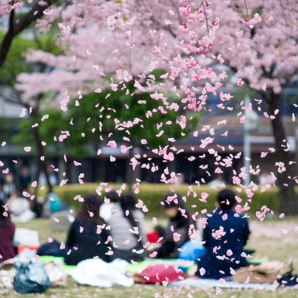 벚꽃축제 일러스트 이미지