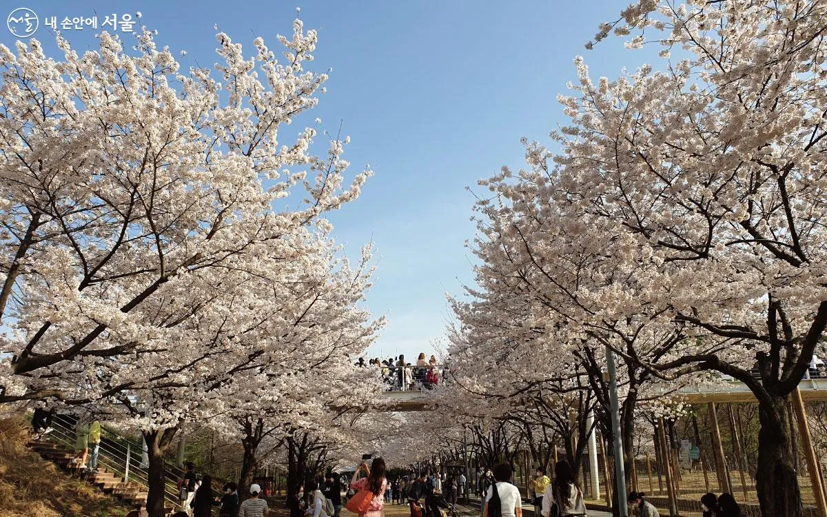 서울 벚꽃 명소 추천 베스트10_4